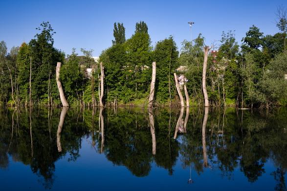 Blick über einen Fluss auf das gegenüberliegende Ufer. Im Vordergrund Wasser, in dem sich das gegenüberliegende Ufer spiegelt. Dort stehen Bäume und Büsche. Einige der Bäume wurden in einigen Metern Höhe abgesägt.