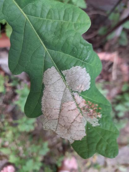 Top side of an oak leaf: shows how all the green cells are eaten. First the leaf turns brown, then almost transparent. It only remains green along the leaf veins.