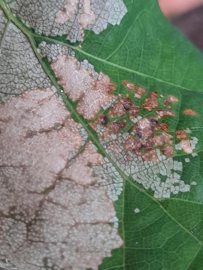 Zoom on the top side shows the different phases of "eating", with still thick brown cells, then tranparent parts and also some brown spots in the green that look like scabs.