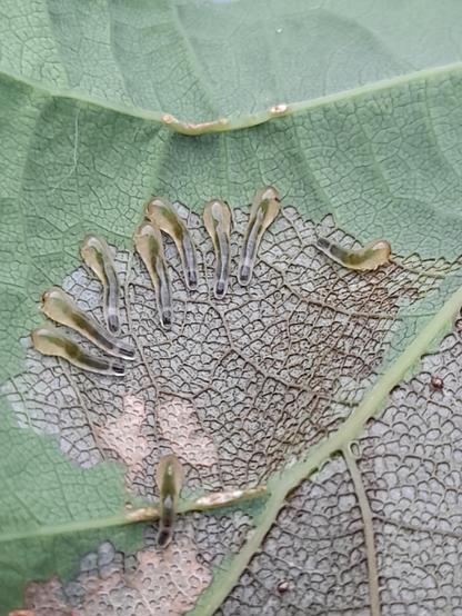 Down side of the leaf: worm-like animals that appear yellowish transparent with a black interior and are thickened on the transparent side ( posterior?). They sit in rows, munching. About 2 mm (max. 3 mm) long. Slimy to the touch.