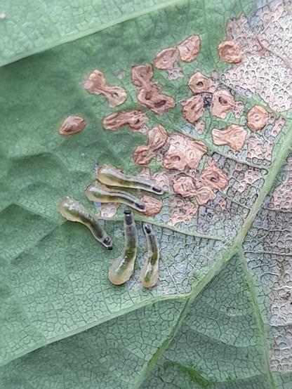 Another place on the nack of the leace with the brown scabs. The wormlike grubs (?) always sit in lines, never alone.