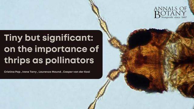 Tiny but significant: on the importance of thrips as pollinators