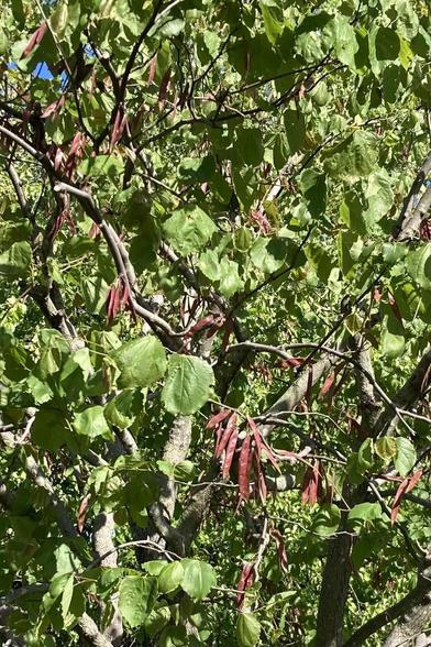 The branches and green leaves of a small tree have clusters of slender reddish seed pods.