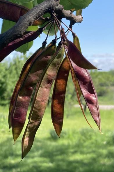 Close-up of one cluster of seedpods.  Some are wine-colored, others more greenish. The actual seeds are still very tiny, but the developing pods seem to be forming pockets of space for the seeds.