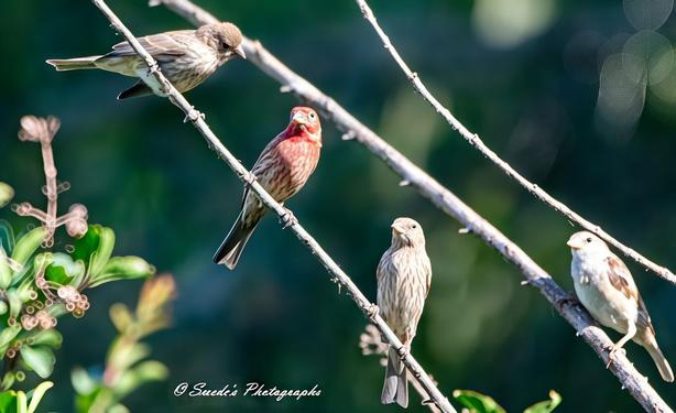 "The image captures a striking scene of one male house finch amid a gathering of females. The male stands out with his rich red plumage, a vivid splash of color against the softer, muted tones of his female counterparts. His feathers radiate warmth, catching the light with an almost glowing intensity, while the females—dressed in earthy browns and subtle streaks—form a harmonious contrast around him. They are positioned in a loose cluster, some appearing attentive, others seemingly indifferent, yet their presence creates an unspoken connection between them all. The background is softly blurred, emphasizing the birds while giving the image a quiet, serene atmosphere. The male finch, whether by chance or intent, holds a central presence, his posture dignified yet relaxed, as though aware of his role in this delicate social gathering." - Copilot