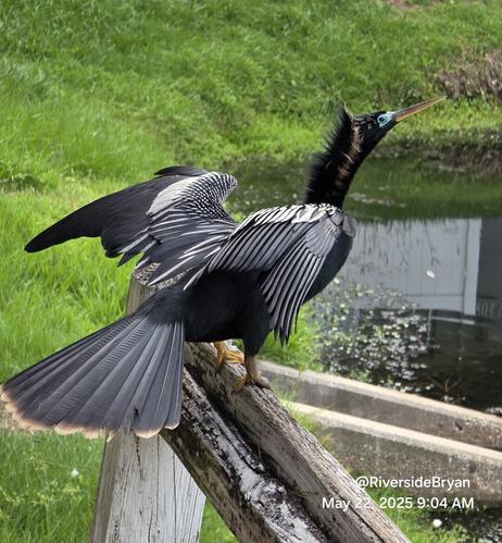 Goofy black water bird is startled by the photographer's sneaky approach, nearly list his balance from the perch atop a fence. Series of shots, wings spread as the bird shifts body to and fro in a balance recovery scheme.