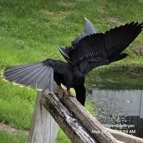 Goofy black water bird is startled by the photographer's sneaky approach, nearly list his balance from the perch atop a fence. Series of shots, wings spread as the bird shifts body to and fro in a balance recovery scheme.