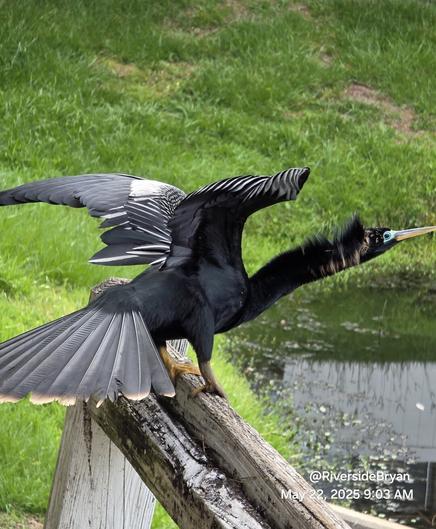 Goofy black water bird is startled by the photographer's sneaky approach, nearly list his balance from the perch atop a fence. Series of shots, wings spread as the bird shifts body to and fro in a balance recovery scheme.