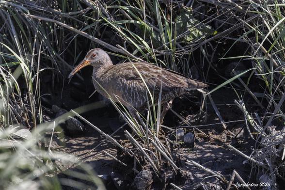 "Clapper Rails are chickenlike marsh birds with stout bills and stubby tails. They are noticeably larger than similarly shaped Virginia Rails... Clapper Rails have a gray face; light-colored head, neck, and breast; a darker back; and barred sides and belly. Underparts vary from gray to dull cinnamon. The bill is orange, while legs are light yellow or pink (when not covered with mud)." (AllAboutBirds).