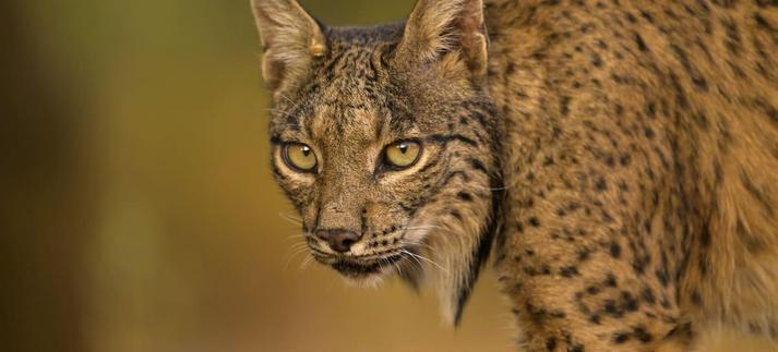 El númeri de linces ibéricos sigue creciendo. / Carlos Carreno