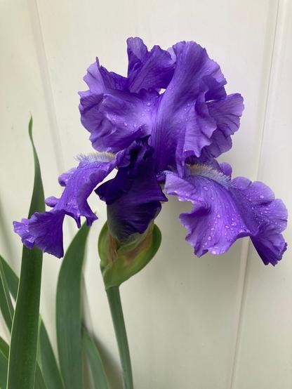 Purple iris flower with beads of rain on it. Iris is in a pot in front of a white fence. One more flower bud is visible on stem.