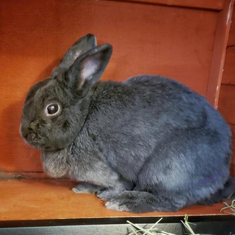 Small grey rabbit looking slightly alarmed. She is sitting in the upper section of her open hutch, as far back from the camera as the space will allow.
