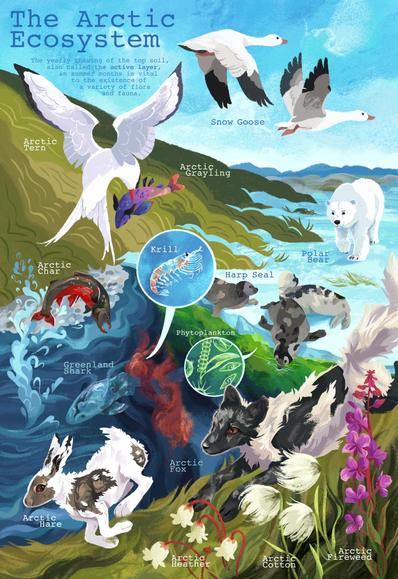 An illustration depicting various animals and plants that live in the Arctic, interacting in a summer scene.

A heading reads "The Arctic Ecosystem", and more text reads "The yearly thawing of the top soil, also called the "active layer", in summer months is vital to the existence of a variety of flora and fauna".