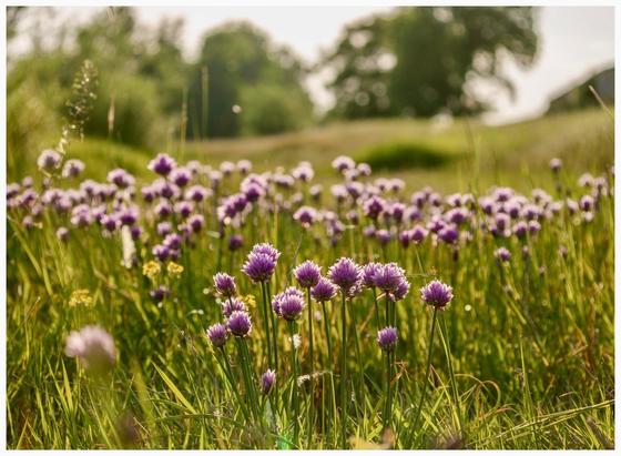 A field of purple flowers surrounded by green grass, with trees in the background and soft sunlight.