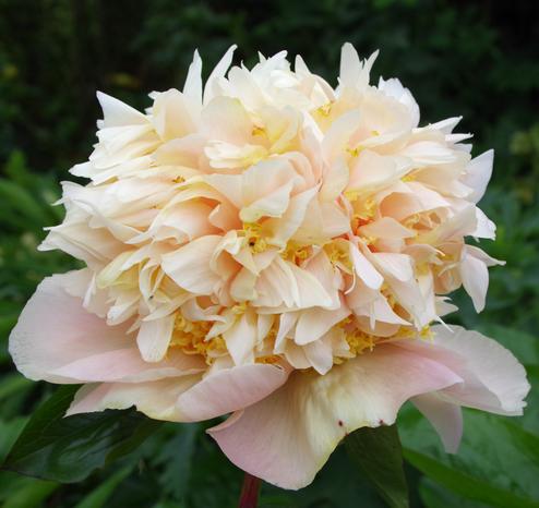 Eine gefüllte Blüte mit hellgelber und hellrosa Füllung.
