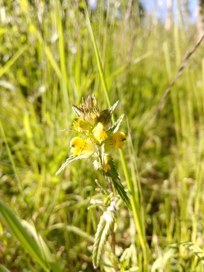 Close-up of yellow rattle plant in flower, surrounded by grass, on a sunny day