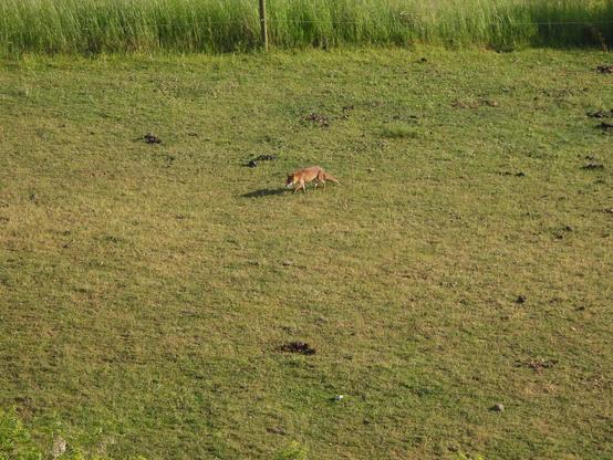 Dans une prairie, un renard