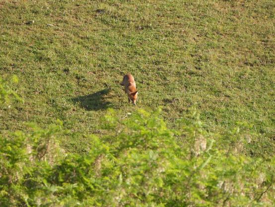 Il avance et va bientôt être caché sous les acacias