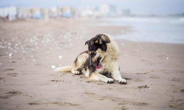Perro lamiéndose la pata en la playa. (Rami_Gil via Getty Images/iStockphoto)