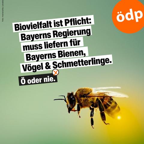 Bild einer Biene und dem Text: Biovielfalt ist Pflicht: Bayerns Regierung muss liefern für Bayerns Bienen, Vögel und Schmetterlinge.