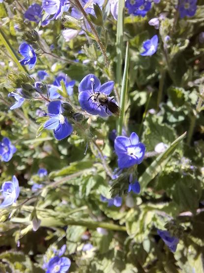 A very small bee is working bright blue speedwell flowers