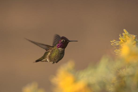A male Anna’s hummingbird with iridescent purple and green feathers is hovering near yellow flowers against a softly blurred background.