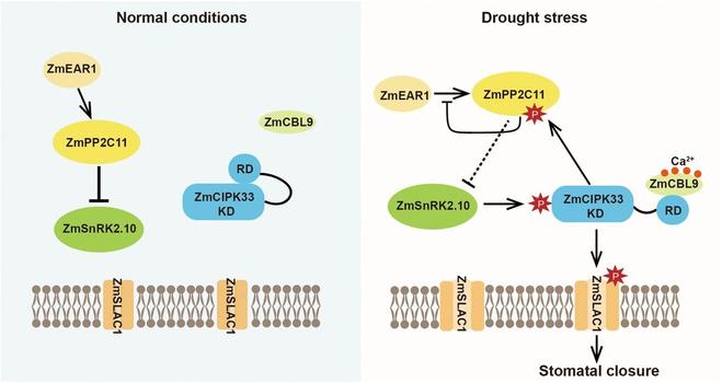 Diagram illustrating how ZmCIPK33 and ZmSnRK2.10 mutually reinforce the abscisic acid signaling pathway, leading to stomatal closure, and helping to combat abiotic stress in maize under drought conditions.