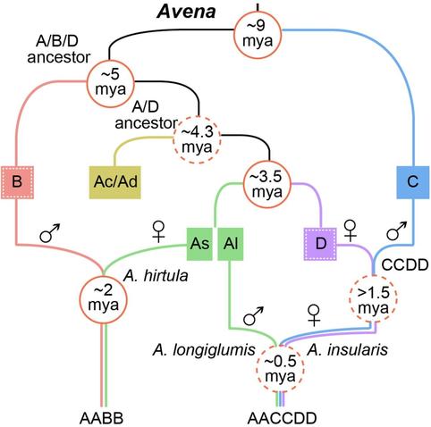Evolutionary trajectories of the four subgenomes within Avena.