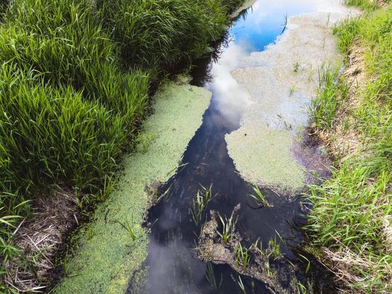 Alt Text von ChatGPT:

Auf diesem Foto ist ein schmaler Bach zu sehen, der von dichtem, grünem Gras umgeben ist. Die Wasseroberfläche ist teilweise von Algen und Wasserlinsen bedeckt. Der Himmel spiegelt sich im klareren Teil des Wassers, wodurch Wolken und ein blauer Himmel sichtbar werden. Am Rand wachsen einige Wasserpflanzen, die ins Wasser hineinragen.