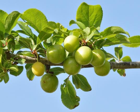 A photo of a bunch of green fruit on a Prunus sp. branch against a blue sky.