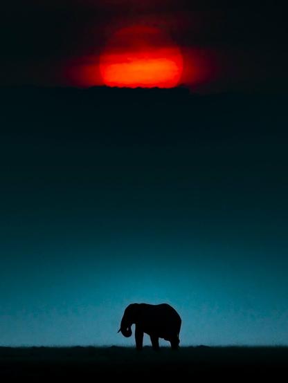 elephant on Amboseli's Savannah sunset