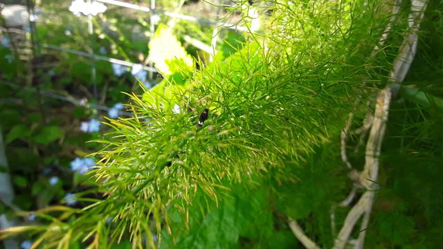 Close-up image of bright green, feathery dill leaves with a very small black caterpillar on one of the stems.