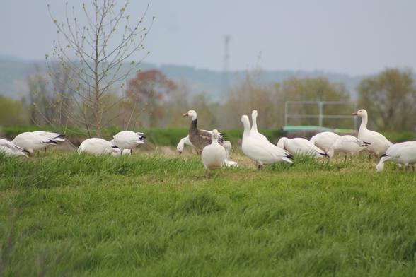 A collection of snow geese on a grass covered rise, most of them white with a spot of black on their butts, but one in the middle is darker mottled brown shades with a white head instead.