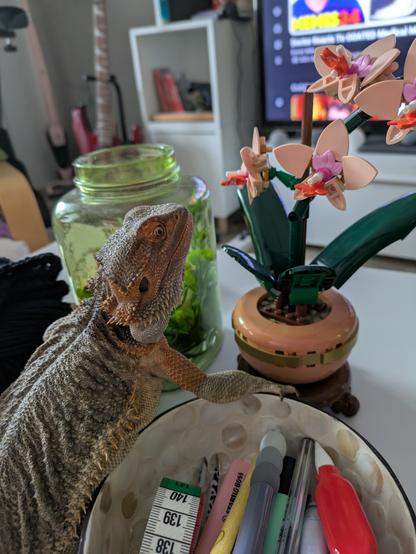 Bearded dragon on a white table, eyeing an orchid made of legos ready to bite at it.