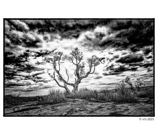 Ein Baum in der Wüste