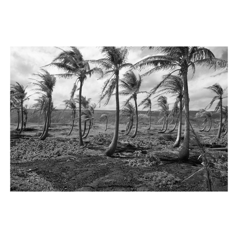 grid of palm trees aligned in a rough grid atop a lava field