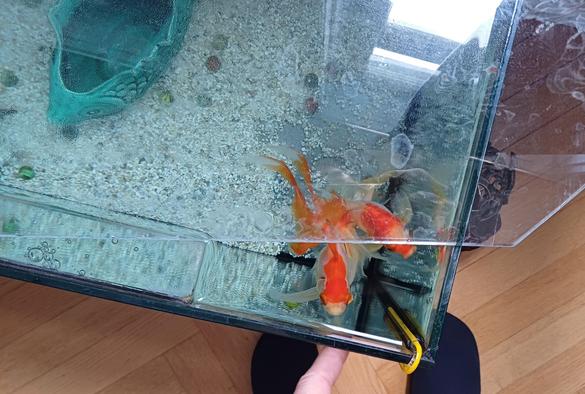 Ginnan ist direkt vor meinem Zeigefinger, Kuwai schaut ihm zu.