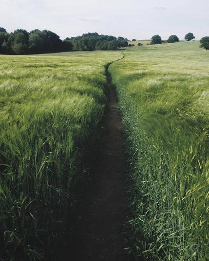 Ein schmaler, ausgetretener Pfad durchzieht ein endlos scheinendes, saftig grünes Getreidefeld. Der Weg wirkt wie ein Symbol kollektiver Entscheidung – oft betreten, nie hinterfragt. Das hohe Gras zu beiden Seiten steht unberührt und lädt ein zur Abweichung. Am Horizont verschwimmen die Linien zwischen Natur und Richtung – als würde die Landschaft selbst fragen: „Musst du wirklich diesen Weg gehen?“
Das Bild verkörpert die Spannung zwischen Konformität und Individualität, zwischen Sicherheit und Aufbruch. Ein visueller Aufruf zum Innehalten – und zum Neudenken.🖖