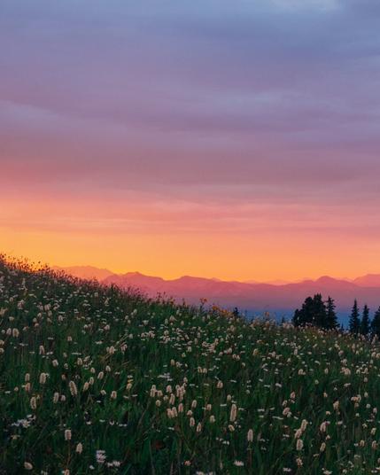 Photo by Nevin Johnson on May 22, 2025. May be an image of Indian paintbrush, nature, twilight and text.