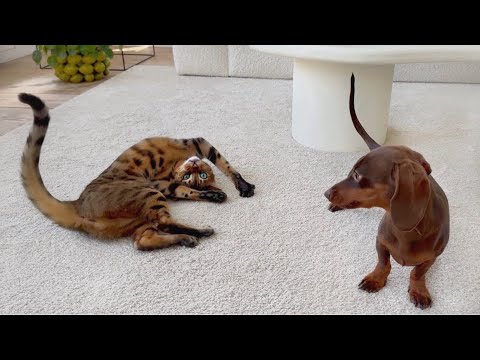 On a soft white carpet, a striped Bengal cat lies on her back while a chocolate brown dachshund puppy looks at her