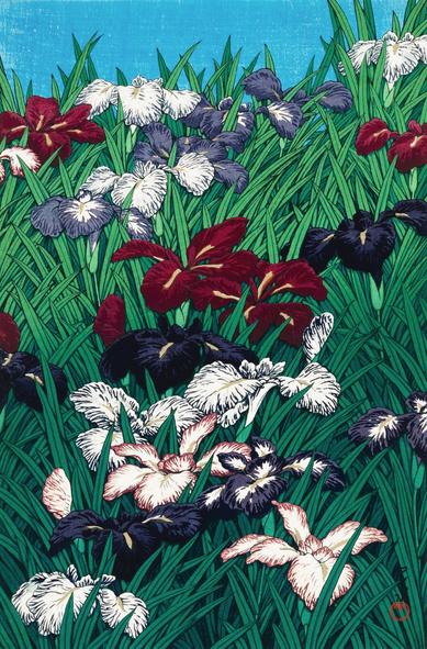 A scattering of colourful irises in bloom, surrounded by lush grass; the flowers are white, red, lavender, trimmed with pink and blue, and deep dark purple. A sliver of a clear blue sky is just visible above.