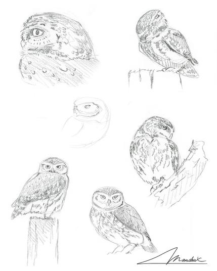 Scan de plusieurs croquis de la chevêchette d'Athéna.