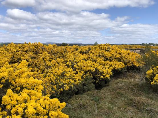 A view out over a gorse bush in flower. Behind it are more gorse bushes and to the side more again. 
The flowers are vivid yellow and seem to cover most of the bush. The sky is blue with white fluffy clouds. There is a patch of scrubby grass at the bottom of the near bushes