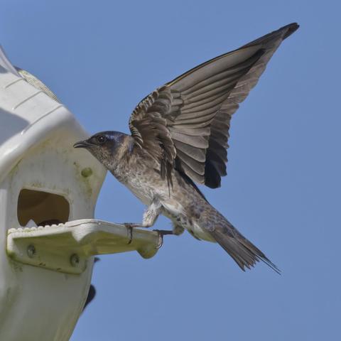 A rather grayish swallow with a touch of iridescent navy on the head is landing on the porch of an artificial nest box. This is the female Purple Martin. Photo by Peachfront. Southeast Louisiana.