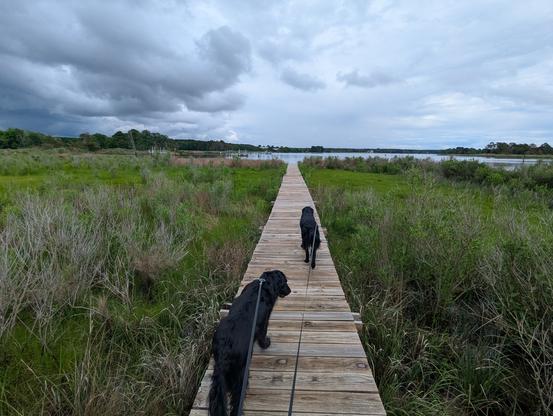 Photo of a stormy but clearing afternoon on Harris Creek and sky is filled with dark brooding cumulus clouds, with a bit of blue sky showing at the far horizon. Marsh is green with riotous late Spring growth. Creek water is rippled and reflects the sky and clouds.
In the foreground Miles and Jon two black Flat-Coated retrievers stroll down the wood walk in hopes of spotting interesting waterfowl.