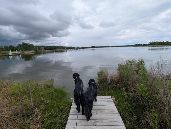 Photo of a stormy but clearing afternoon on Harris Creek and sky is filled with dark brooding cumulus clouds, with a bit of blue sky showing at the far horizon. Marsh is green with riotous late Spring growth. Creek water is rippled and reflects the sky and clouds.
In the foreground Miles and Jon two black Flat-Coated retrievers stand on the wood walk looking out for interesting waterfowl.