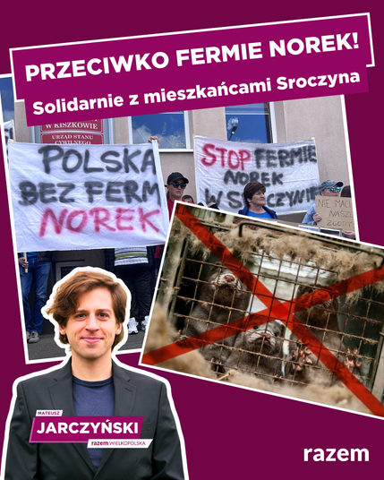 Na fioletowym tle cztery grafiki z białym obramowaniem: zdjęcie z protestu mieszkańców Sroczyna przed Urzędem Gminy Kiszkowo, grafika ze zdjęciem norek w klatce przekreślonym czerwonym znakiem X, sylwetka Mateusza Jarczyńskiego z podpisem oraz napis "Przeciwko fermie norek! Solidarnie z mieszkańcami Sroczyna."