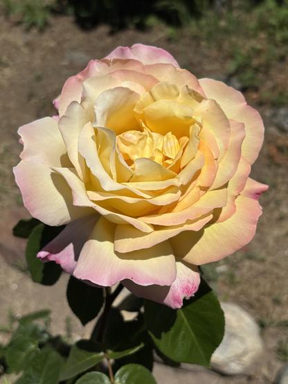 A close-up of a yellow and pink Peace rose in bloom, featuring soft petals and lush green leaves. The background is blurred, highlighting the flower's vibrant colors.