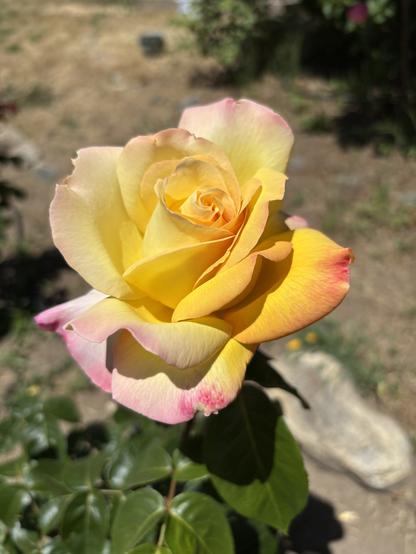 A close-up of a yellow rose with pink edges, surrounded by green leaves and a blurred, garden background.