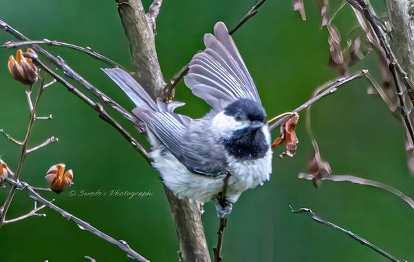 "This image captures a Carolina chickadee perched on a branch with its wings spread. The bird's distinct black cap and bib contrast with its white cheeks and soft gray feathers. The blurred green background enhances the natural setting, drawing focus to the bird's delicate yet expressive form. The details of its wings and feathers add depth to the moment, creating a dynamic sense of movement." - Copilot